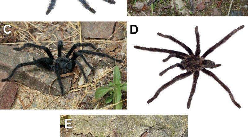 Quatro novas espécies de tarântulas revelam acasalamento como uma luta pela sobrevivência com anatomia singular