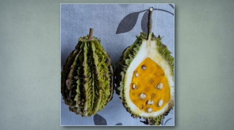 Sapucainha: sementes da fruta são tóxicas.