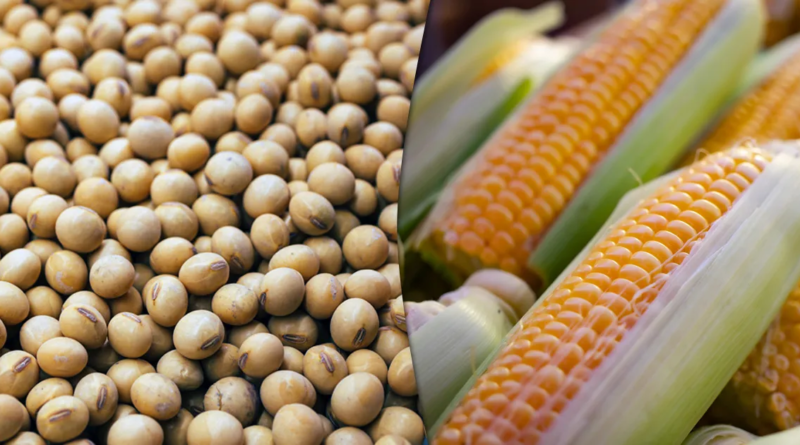 Soja chega a 87% da área colhida no Brasil, segundo AgRural; chuvas recentes trazem alívio para milho