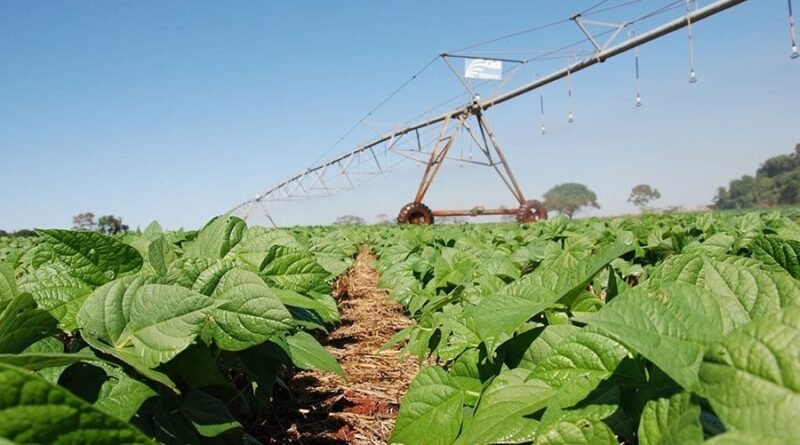 Tecnologia nacional impulsiona produtividade do feijão e reduz uso de fertilizantes