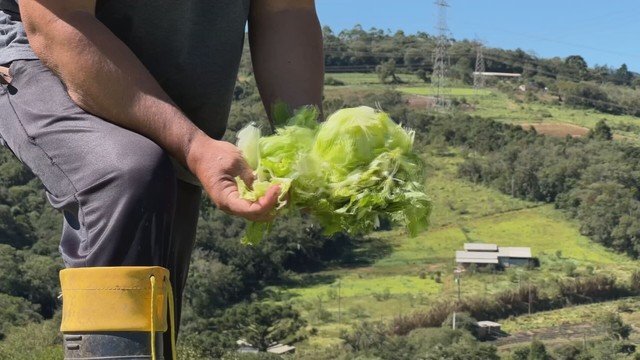 Temporal provoca danos na zona rural de Piedade e produtores perdem toneladas de alimentos