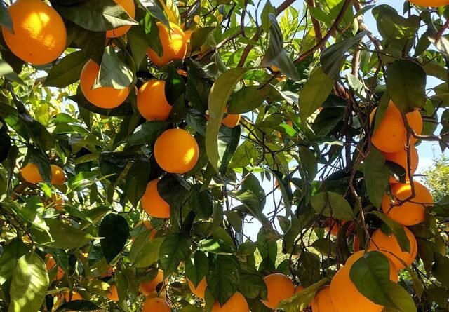 Três frutas brasileiras estão entre as 100 melhores do mundo