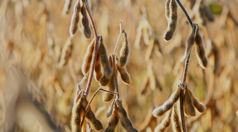 USDA divulga atualizações sobre a soja brasileira; entenda as mudanças e os fatores que continuam a segurar o mercado