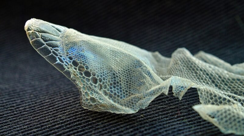 Biomaterial inovador promete revolucionar a recuperação de tecidos de dentro para fora
