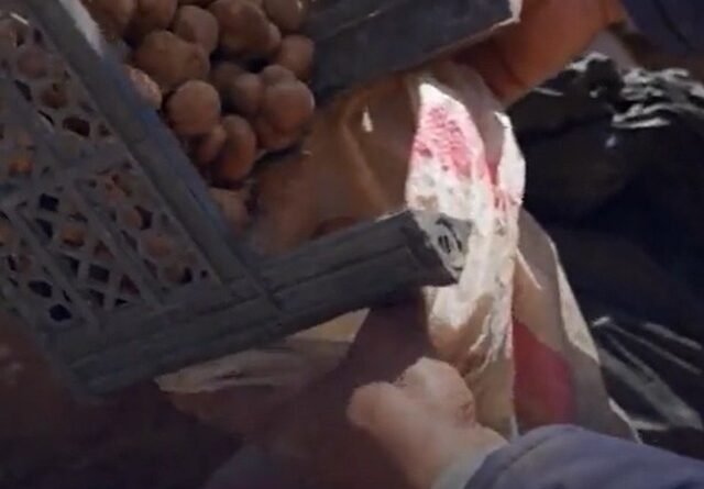 Caçadores de trufas enfrentam perigos de minas terrestres na Síria