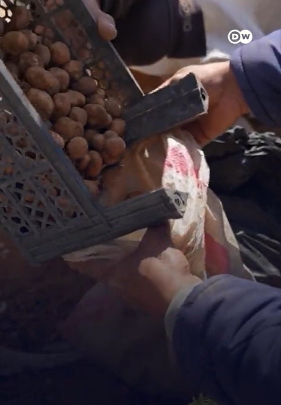 Caçadores na Síria se arriscam para encontrar trufas em meio a minas terrestres