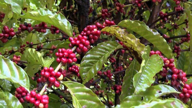 Café agroecológico se destaca no Espírito Santo com produção sustentável e grãos mais saborosos