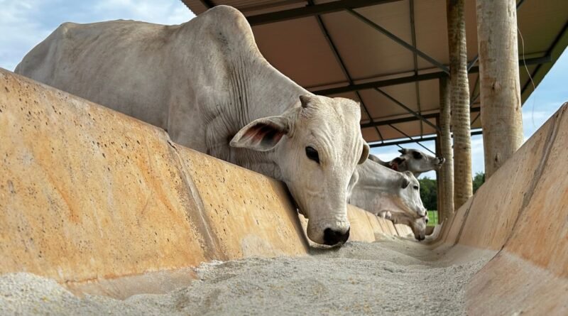 Câmara aprova ampliação de produtos de alimentação animal no Programa de Venda em Balcão