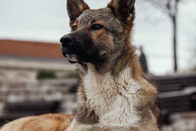 China apresenta nova raça de cães avançada e inteligente, preparada para enfrentar desafios em grandes altitudes