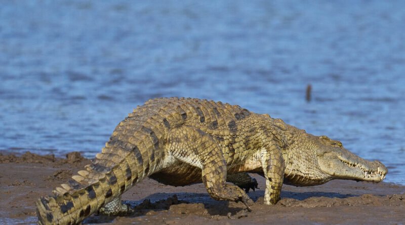 China desenvolve armadura inteligente que desvia projéteis utilizando biologia de predadores