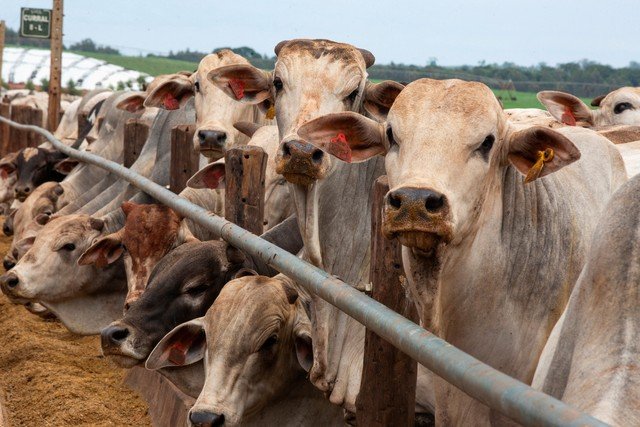 China volta a importar carne bovina de três frigoríficos brasileiros após mais de um ano