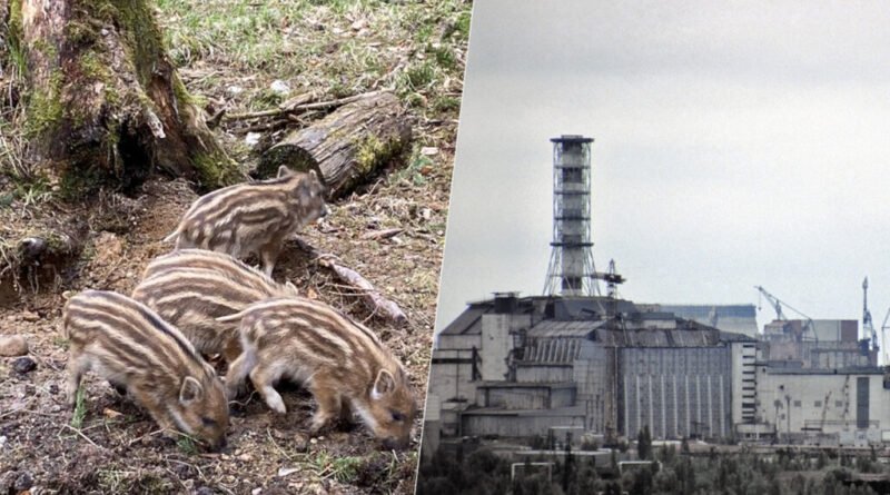 Cientistas revelam que a radiação dos javalis de Chernobyl não é causada pelo acidente nuclear