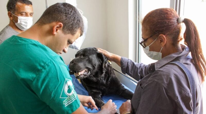 Congresso aprova lei que criminaliza exercício ilegal da medicina veterinária
