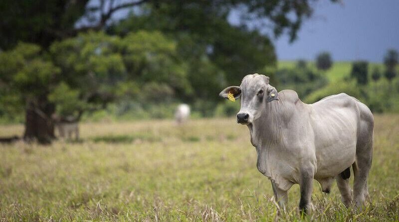 Cotação do boi gordo recua após alcançar máximas históricas