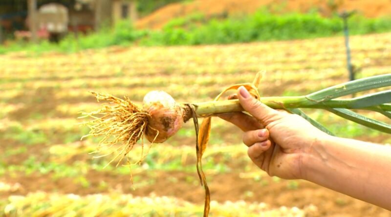 Crise do alho leva agricultores brasileiros a descartar produção devido a preços baixos dos importados