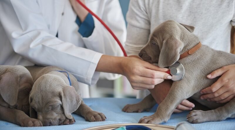 Delegado Bruno Lima sugere criação de adicional de insalubridade para veterinários