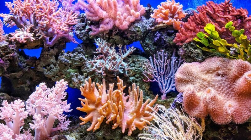 Descoberta em recifes de coral promete revolucionar a medicina