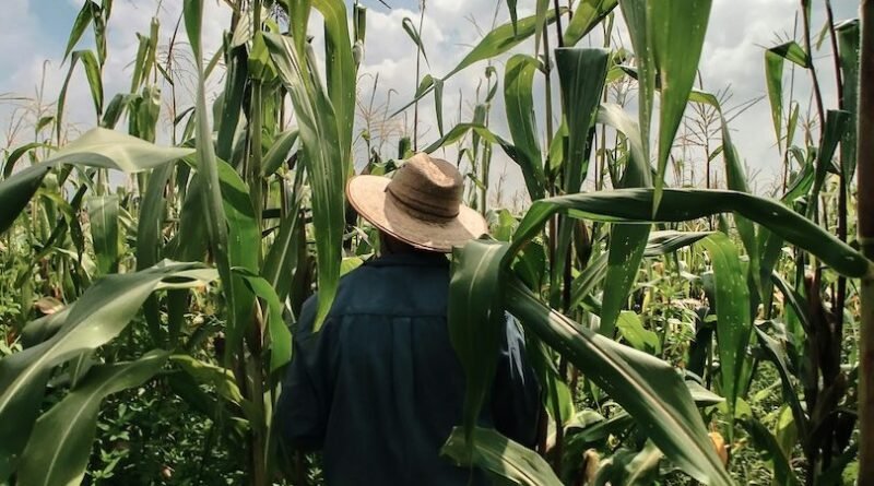 Desenrola 2 é considerado "incipiente" para resolver dívidas do agronegócio, afirma FPA