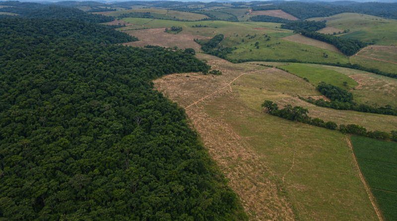 Desmatamento no Brasil registra queda de 20,6% em 2025, abaixo de 1 milhão de hectares