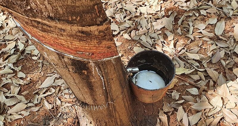 Estudo identifica falha que prejudica a produção de látex em seringueiras clonadas