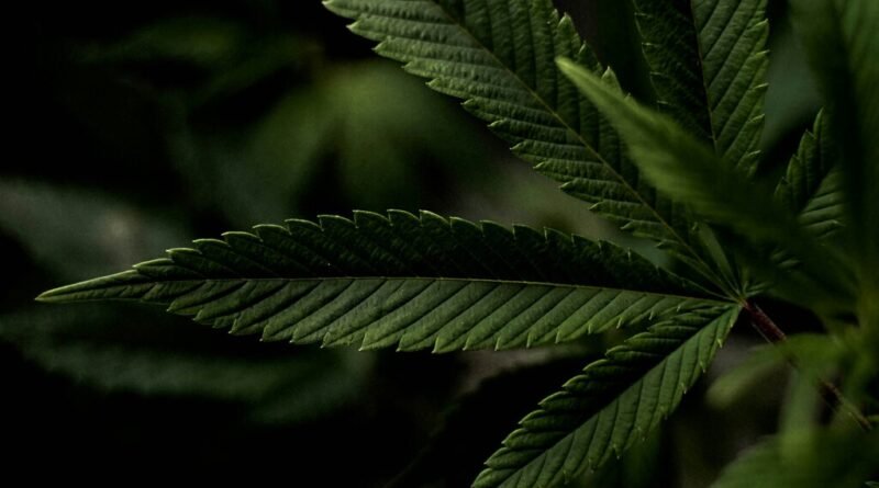 Estudo revela ligação entre uso de cannabis e depressão, sugerindo que TUC e TDM podem ter fatores em comum