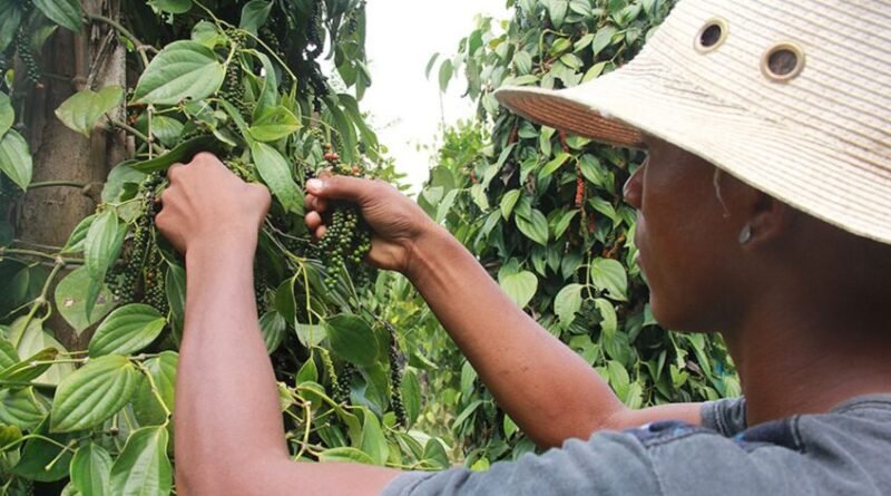 Estudo revela que bactérias favorecem o cultivo de pimenta-do-reino