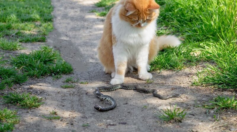 Estudo revela vantagem neurológica dos felinos que desafia a crença sobre a velocidade de ataque das cobras