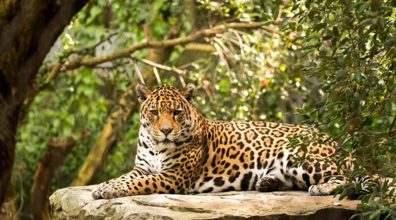 Estudo sugere ligação entre colonização e tratamento da vida selvagem no Brasil