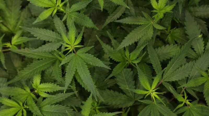 Estudos nos Estados Unidos revelam síndrome severa associada ao consumo de cannabis