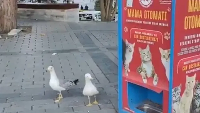 Gaivota imita miado de gato para conseguir alimento em vídeo