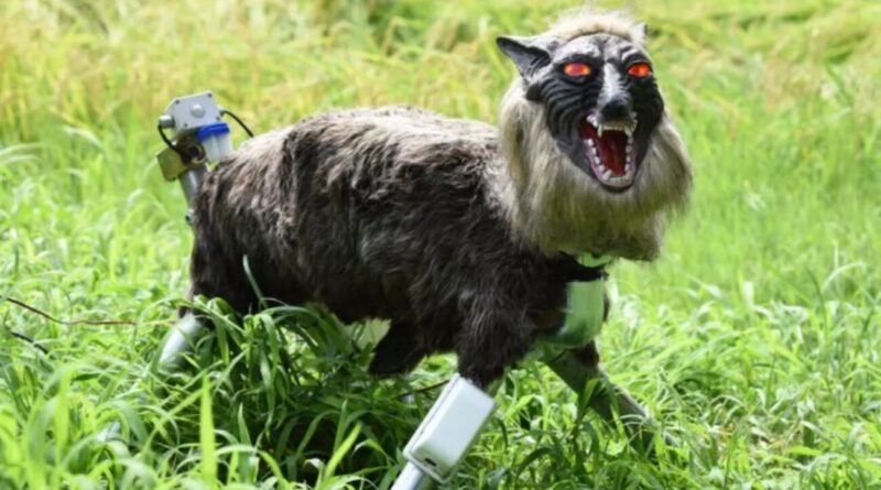 Lobos robôs são utilizados como solução para ataques de ursos no Japão após aumento de mortes
