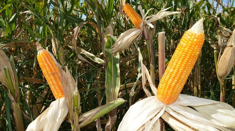Mercado de milho verão cresce 21% e alcança R$ 2,9 bilhões na safra 2025/26