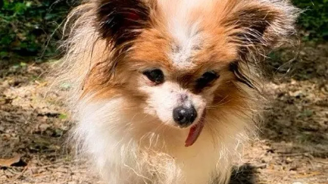 Morre Lazare, considerado o cão mais velho do mundo, aos 30 anos