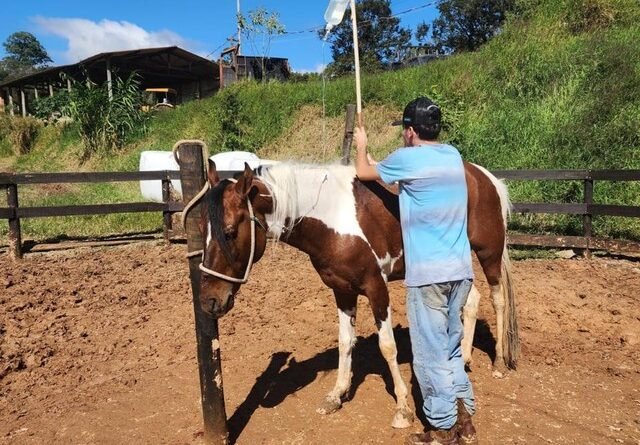 MP-SP aciona fabricante de ração por morte de centenas de cavalos e solicita indenização de R$ 10 milhões