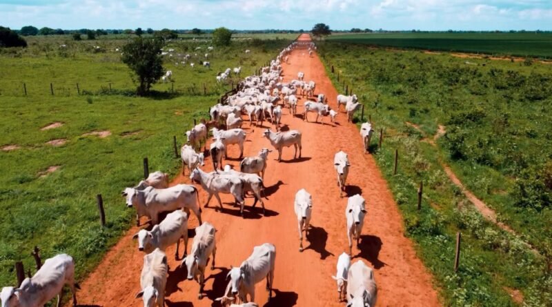 Nova Piratininga, a maior fazenda do Brasil, investe em TIP para engorda de 10 mil animais