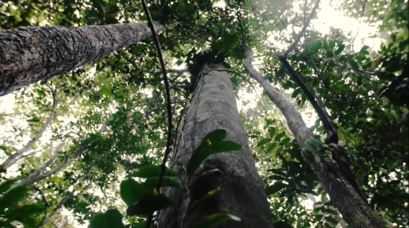 Novo manual pode alterar ações por danos ambientais no campo