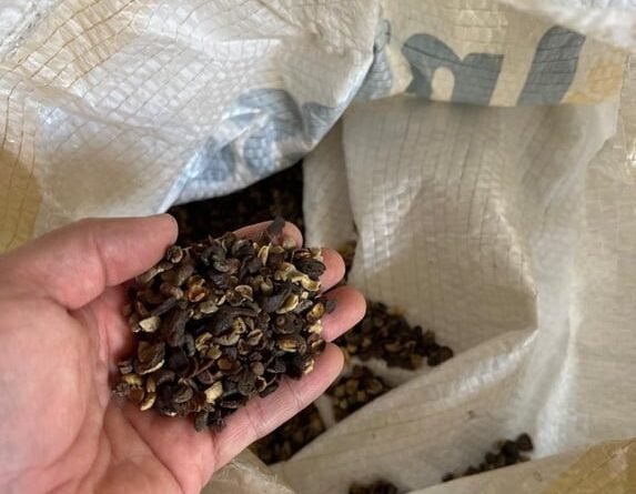Operação resulta na apreensão de 82 toneladas de café irregular e fechamento de 19 estabelecimentos
