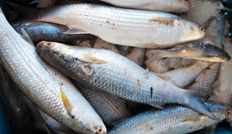 Peixe BR condena nova suspensão da União Europeia e afirma que piscicultura é penalizada