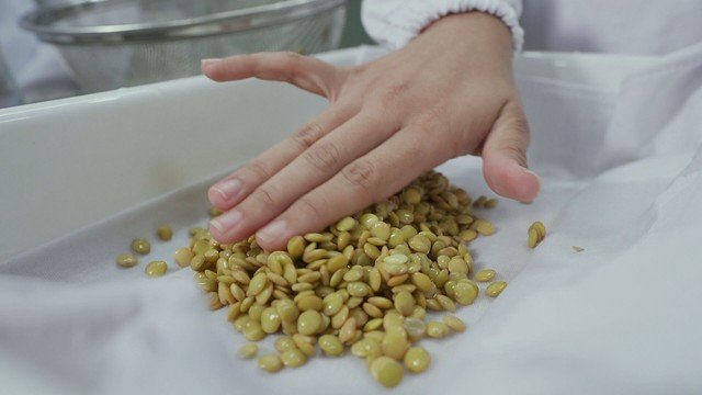 Pesquisa revela que sementes germinadas aumentam nutrientes e tornam arroz com feijão mais saudáveis