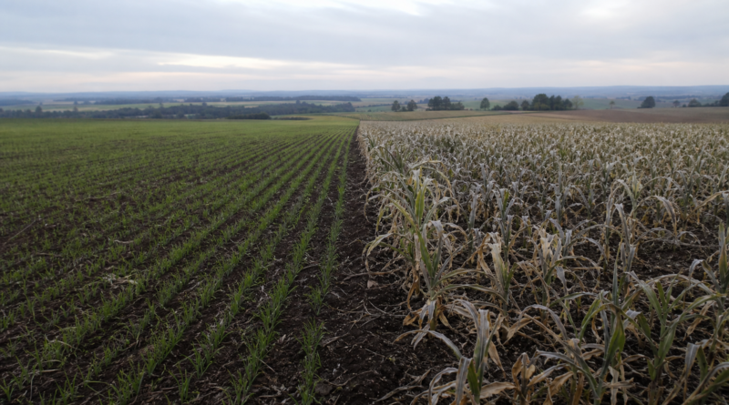 Plantio de trigo atinge 61% da área no Paraná, segundo Deral