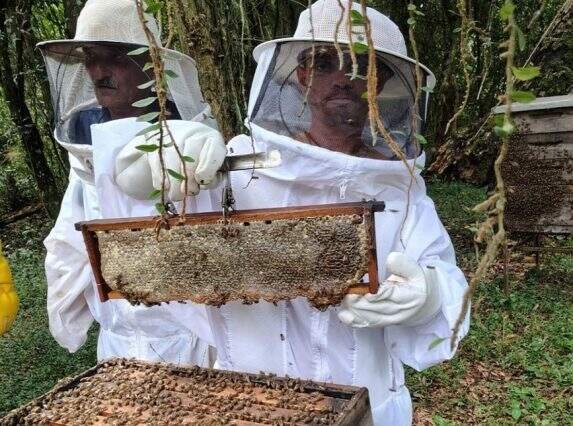 Produção de mel no Rio Grande do Sul se recupera após enchentes de dois anos atrás
