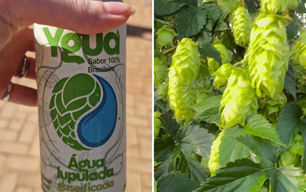 Lançada na Agrishow, água 'sabor cerveja' é produzida a partir de produção experimental de lúpulo em Araraquara (SP).