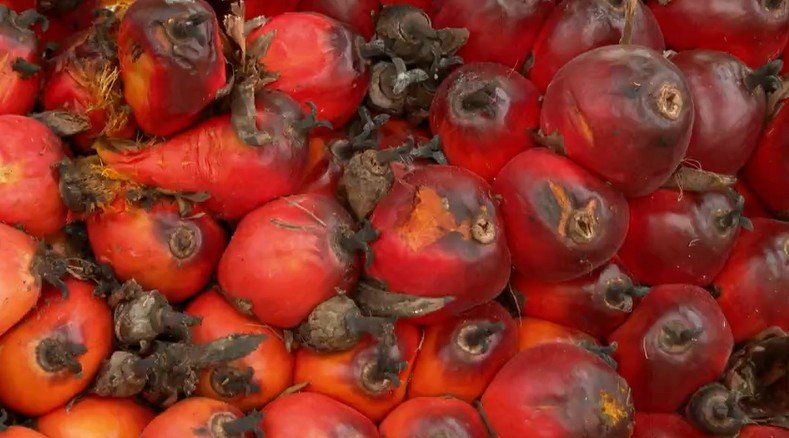 Projeto no Pará transforma cultivo de dendê e aumenta produção em até 38%