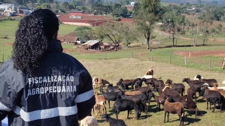 Rio Grande do Sul comemora cinco anos como zona livre de aftosa sem vacinação reconhecida internacionalmente