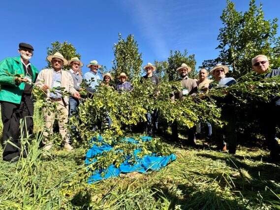 Rio Grande do Sul prevê produção de 310 mil toneladas de erva-mate na safra de 2026