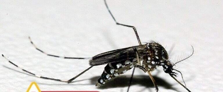 Rio Grande do Sul registra segunda morte por dengue em 2023