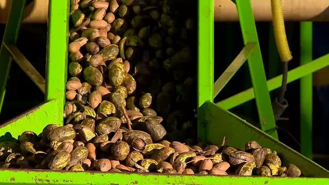 Rio Grande do Sul se prepara para safra recorde de noz-pecã, consolidando liderança na produção nacional