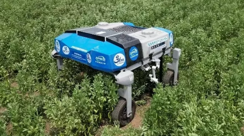 Robôs alcançam eficiência superior a 90% na colheita de grãos no campo
