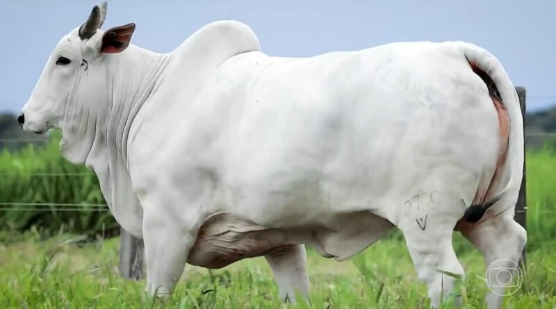Vaca superfértil em Mato Grosso produz 12 vezes mais células reprodutivas que fêmea comum