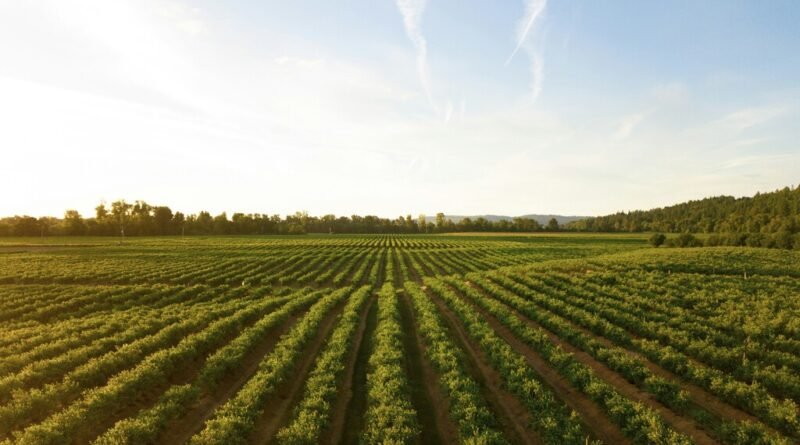 Agrotóxicos potencializam o surgimento de superbactérias resistentes a herbicidas